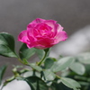 花瓶に入っているみたいですね