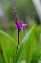 曇天の花3