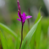 曇天の花3