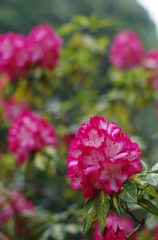 曇天の花1
