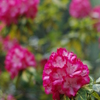 曇天の花1