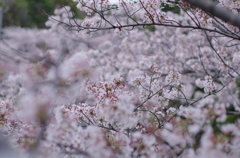 桜の枝の目線で