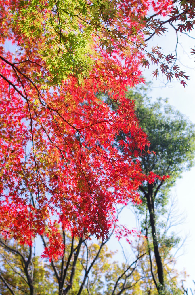 きれいに紅葉しています