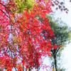 きれいに紅葉しています
