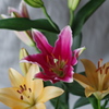 IMGP2905