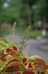 IMGP0156