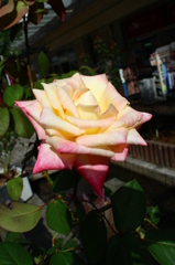 IMG_0050