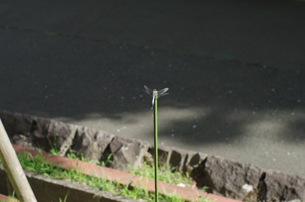 お気に入りの場所のようです。