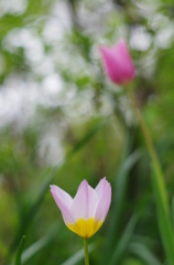 曇天の花4