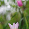 曇天の花4