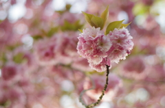 八重桜