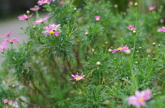 曇天の花2