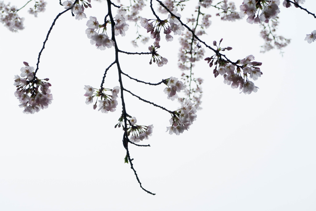 過ぎ去った桜