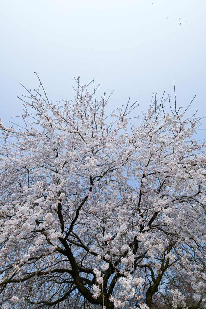 桜見上げて