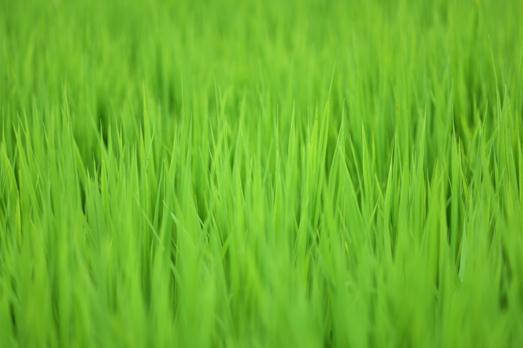 若草の頃