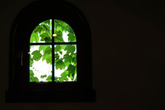 緑の窓辺