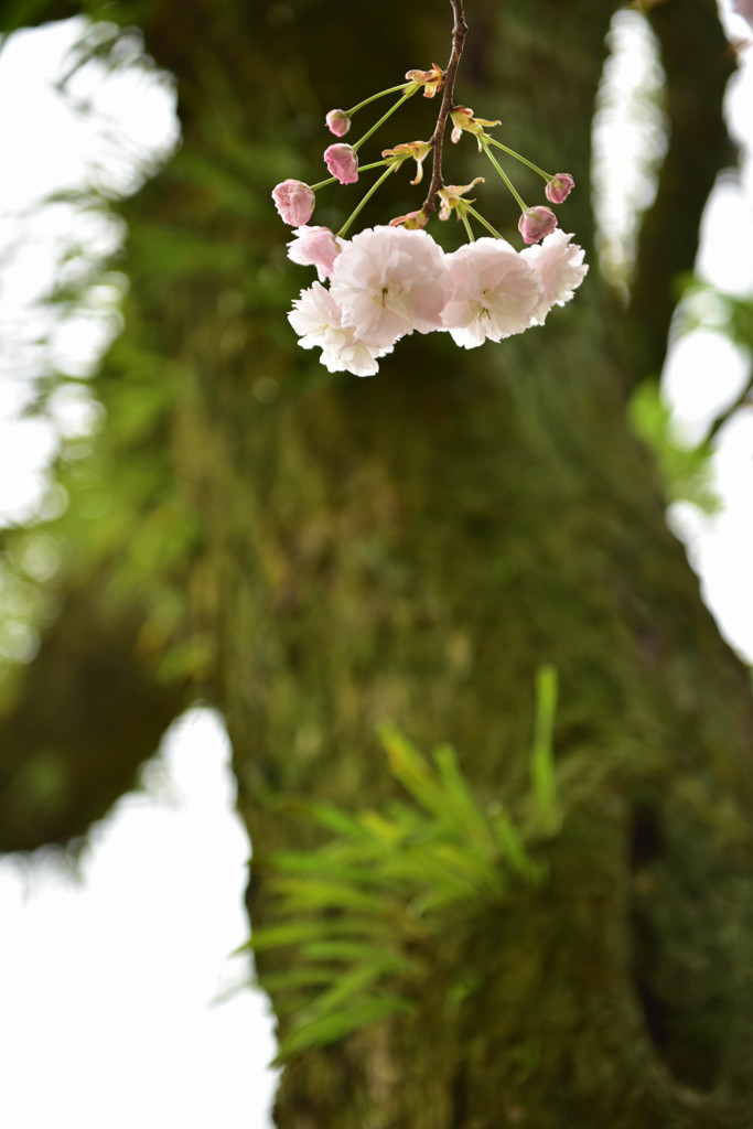 名残の桜
