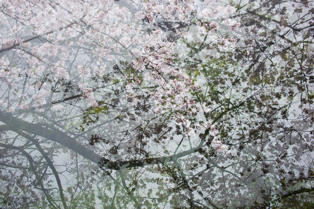 桜さくら