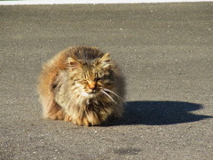 日なたぼっこ