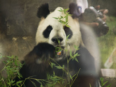 上海動物園のあのこ「また撮るの？」