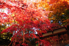 紅葉の風景