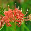曼珠沙華