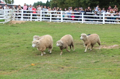 六甲牧場　羊追い