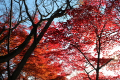 寂光院（犬山）の紅葉