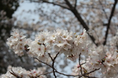 大阪・長居公園の桜