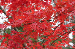 高尾山の紅葉