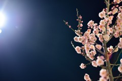 光梅