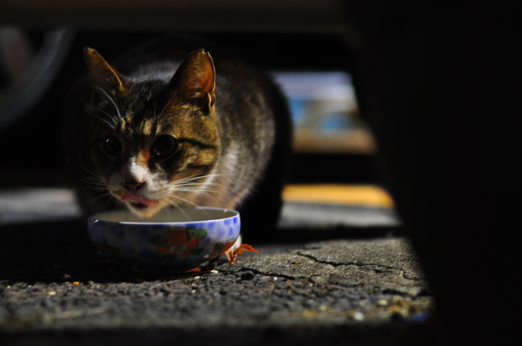 ねこす