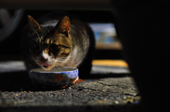 ねこす