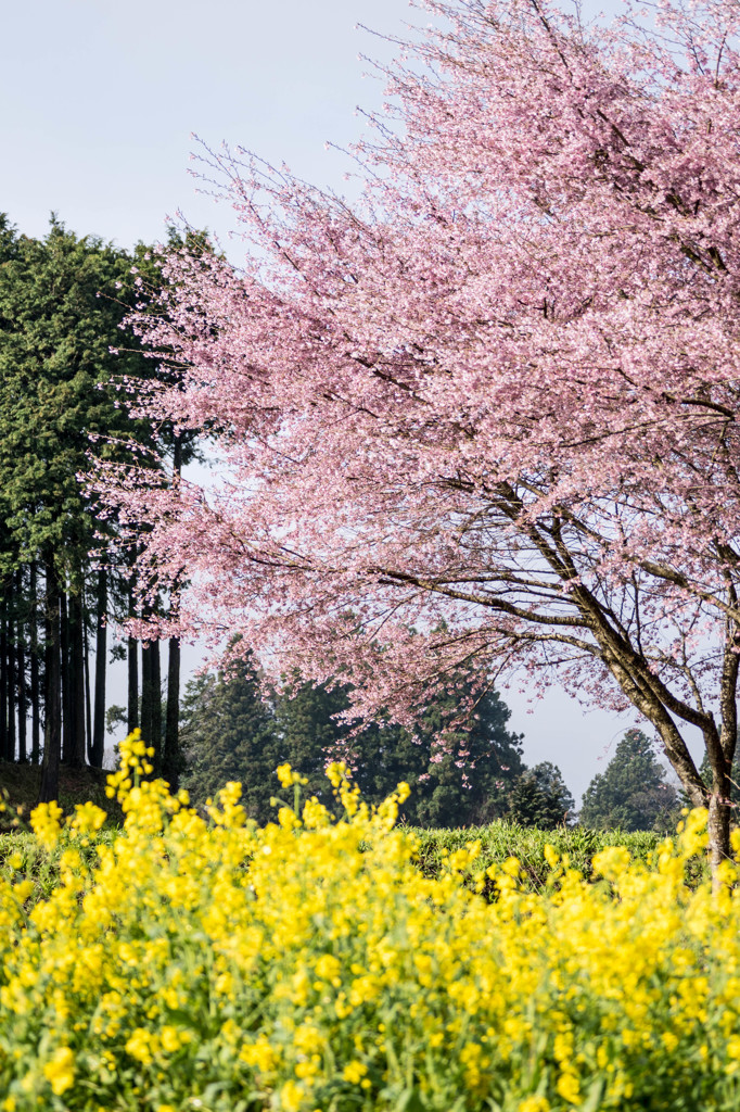 御殿場の春