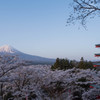 富士吉田の春（朝）