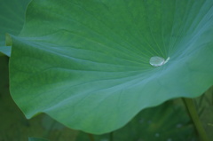 雨上がり