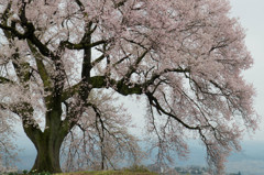 花曇りの桜花