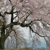 花曇りの桜花