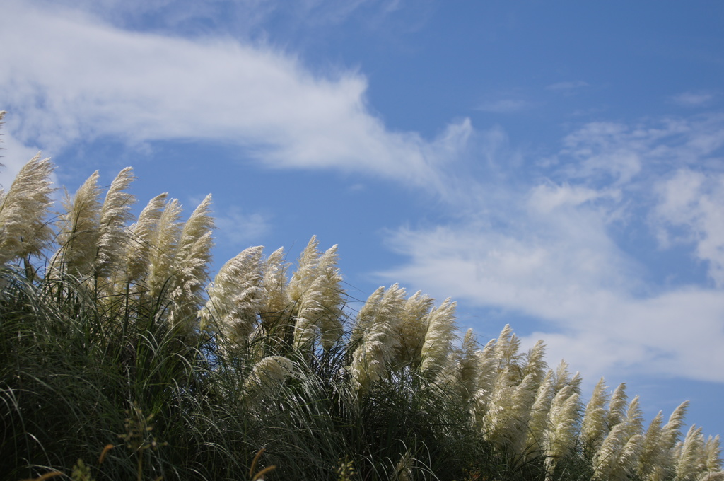 パンパスグラスと秋の空
