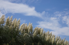 パンパスグラスと秋の空