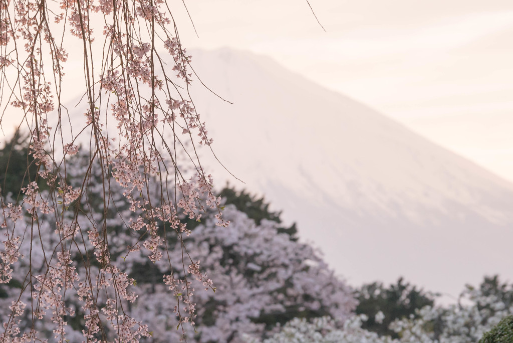 枝垂れ桜と冨士