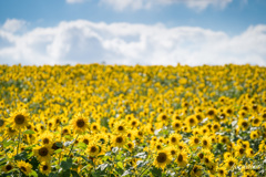 お彼岸の花