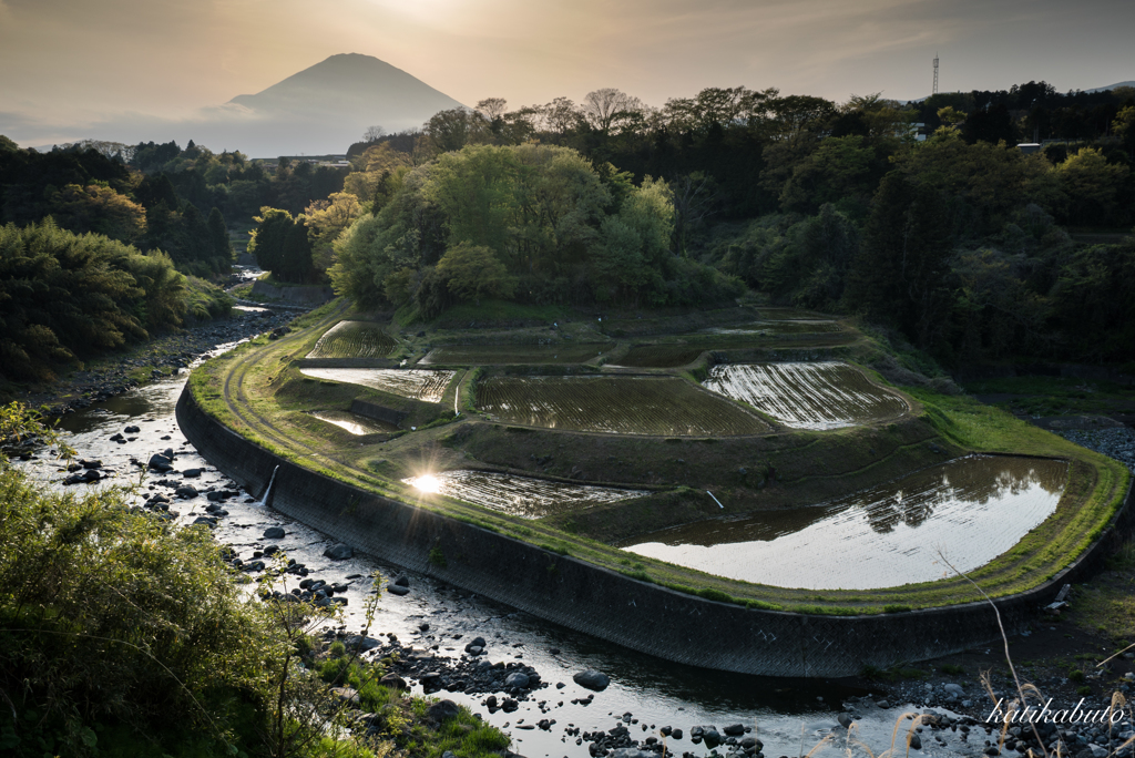 田植えの季節