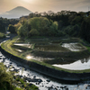 田植えの季節