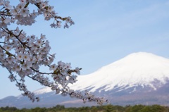 富士と桜