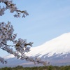 富士と桜