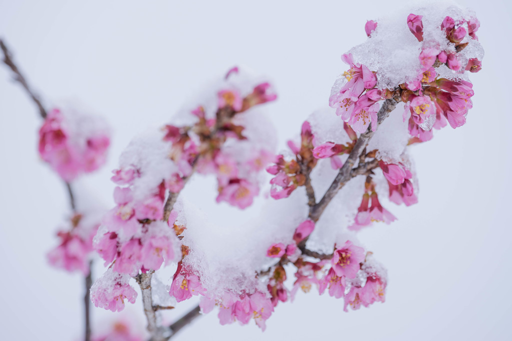 若桜木の試練