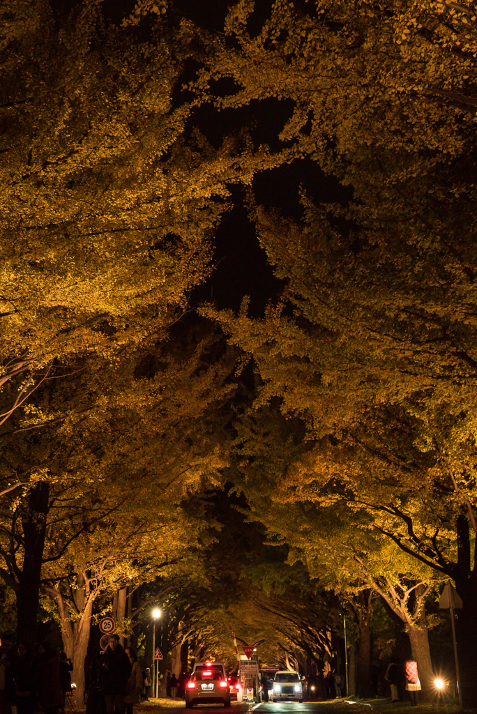 銀杏並木夜寸景