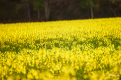 止まり木は菜の花