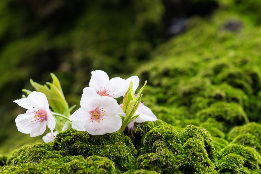 苔むす桜木